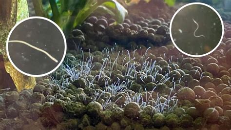 worms in fish|Types of Worms Found in Fish Aquariums .